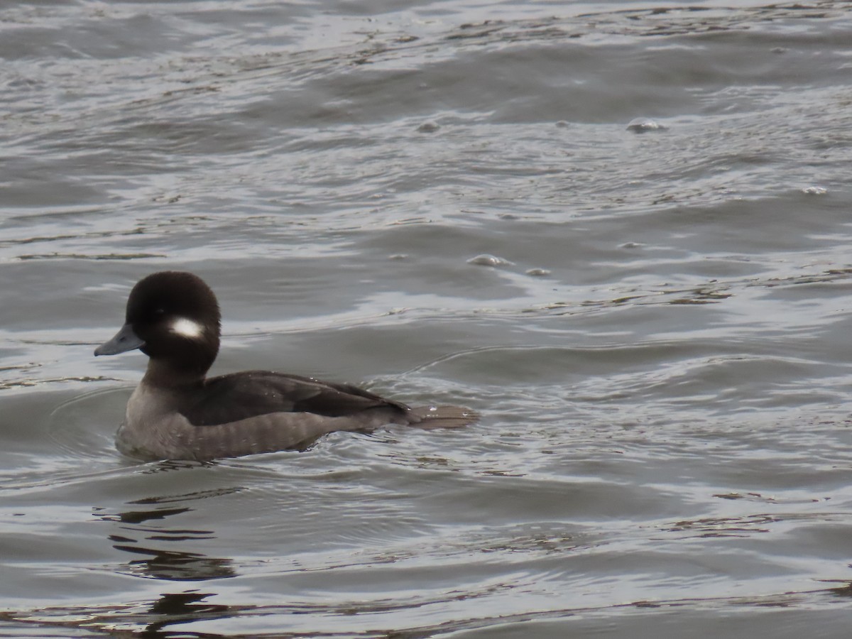 Bufflehead - ML645676162