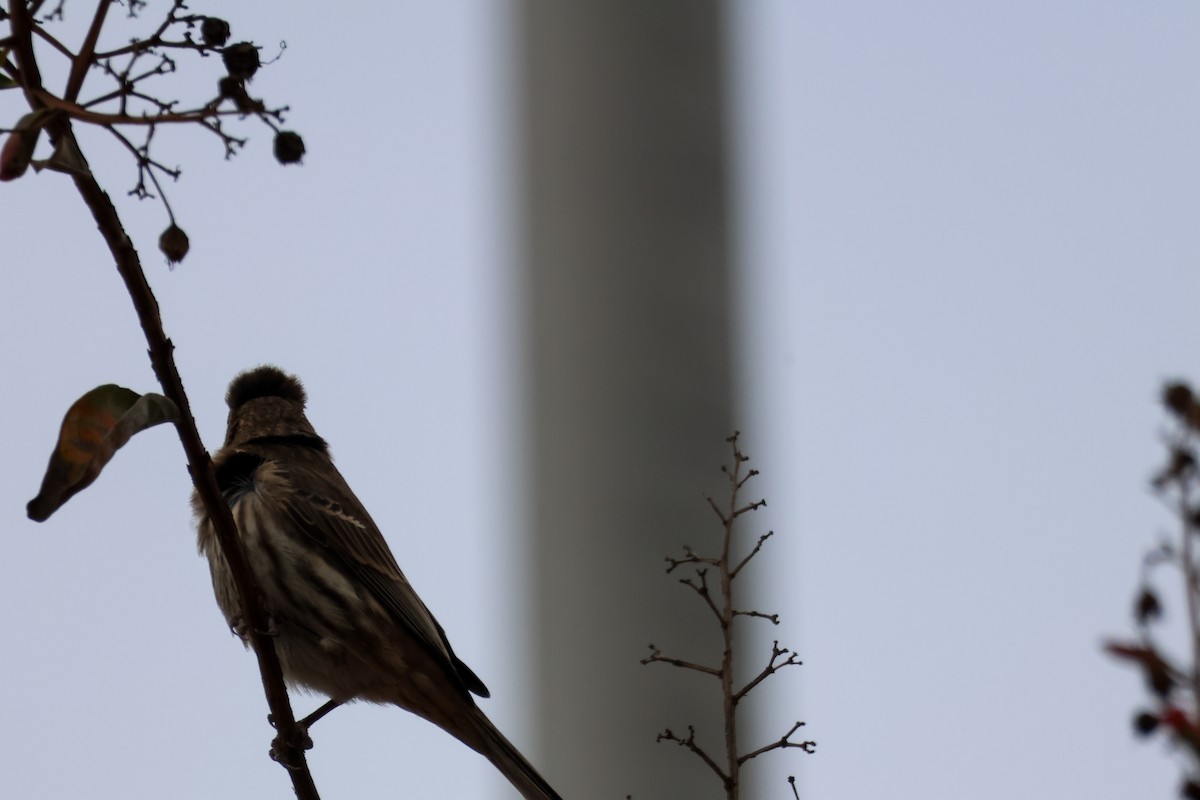 House Finch - ML645676164