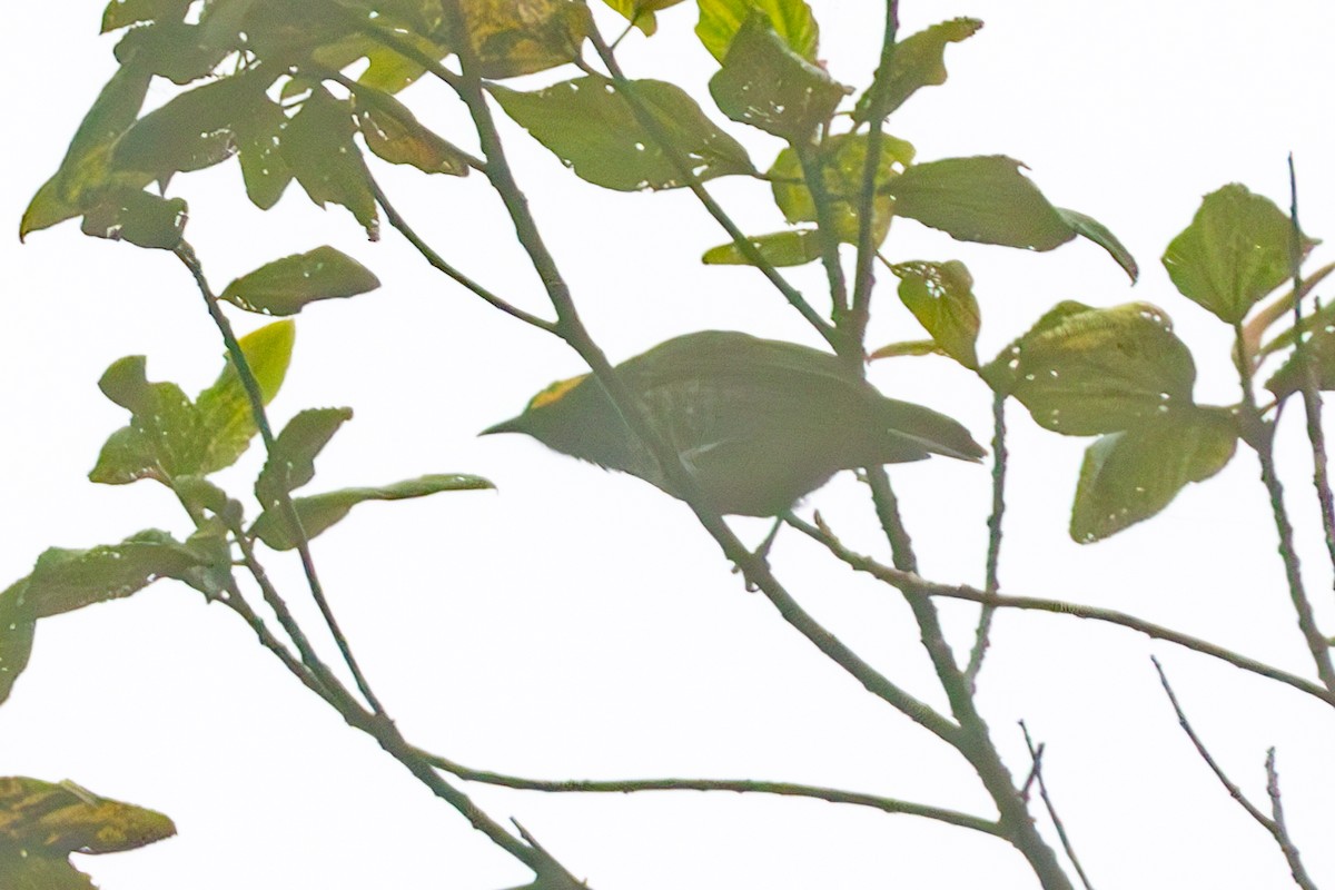 Arfak Honeyeater - ML645676167