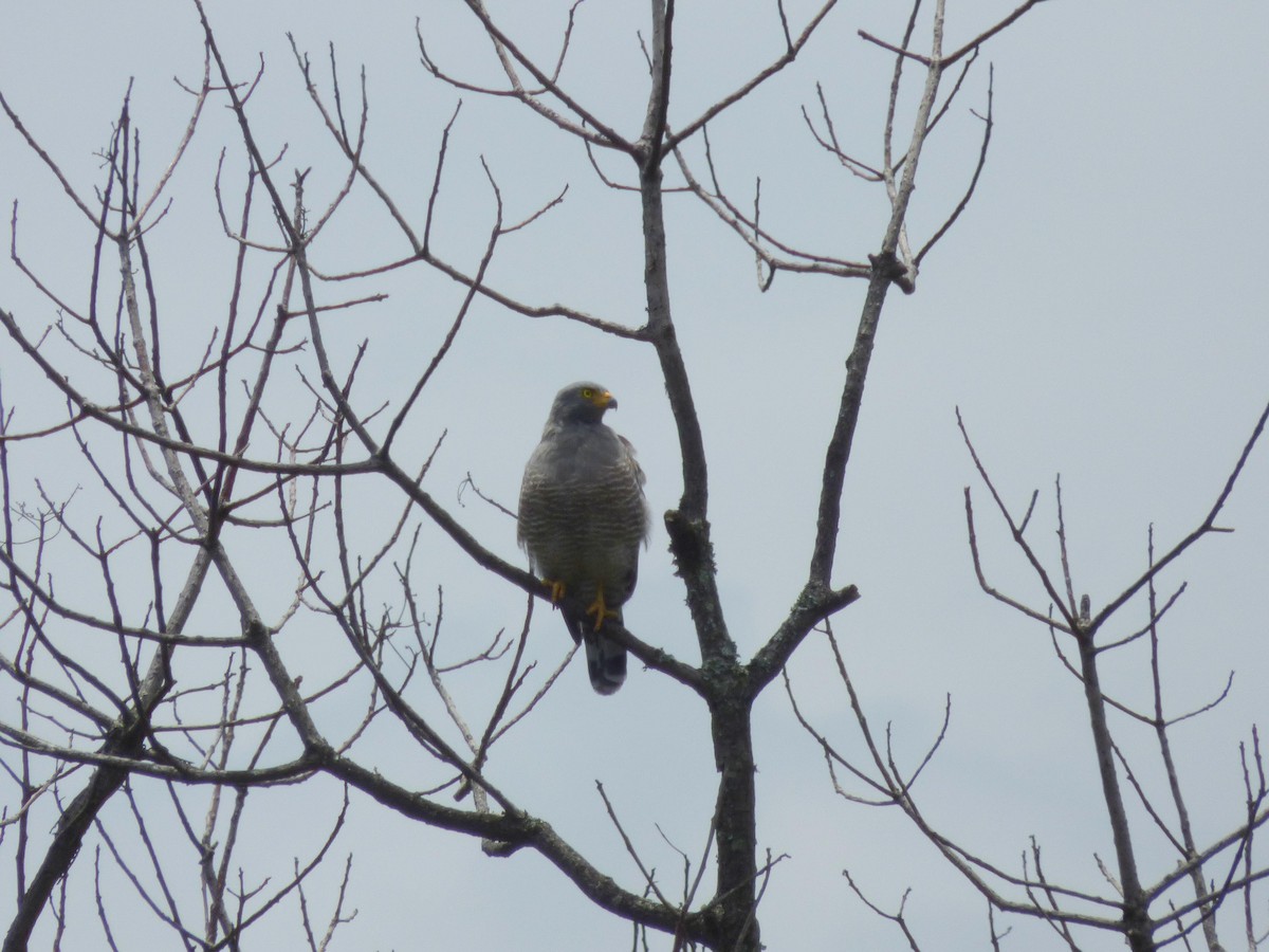 Roadside Hawk - ML645676168
