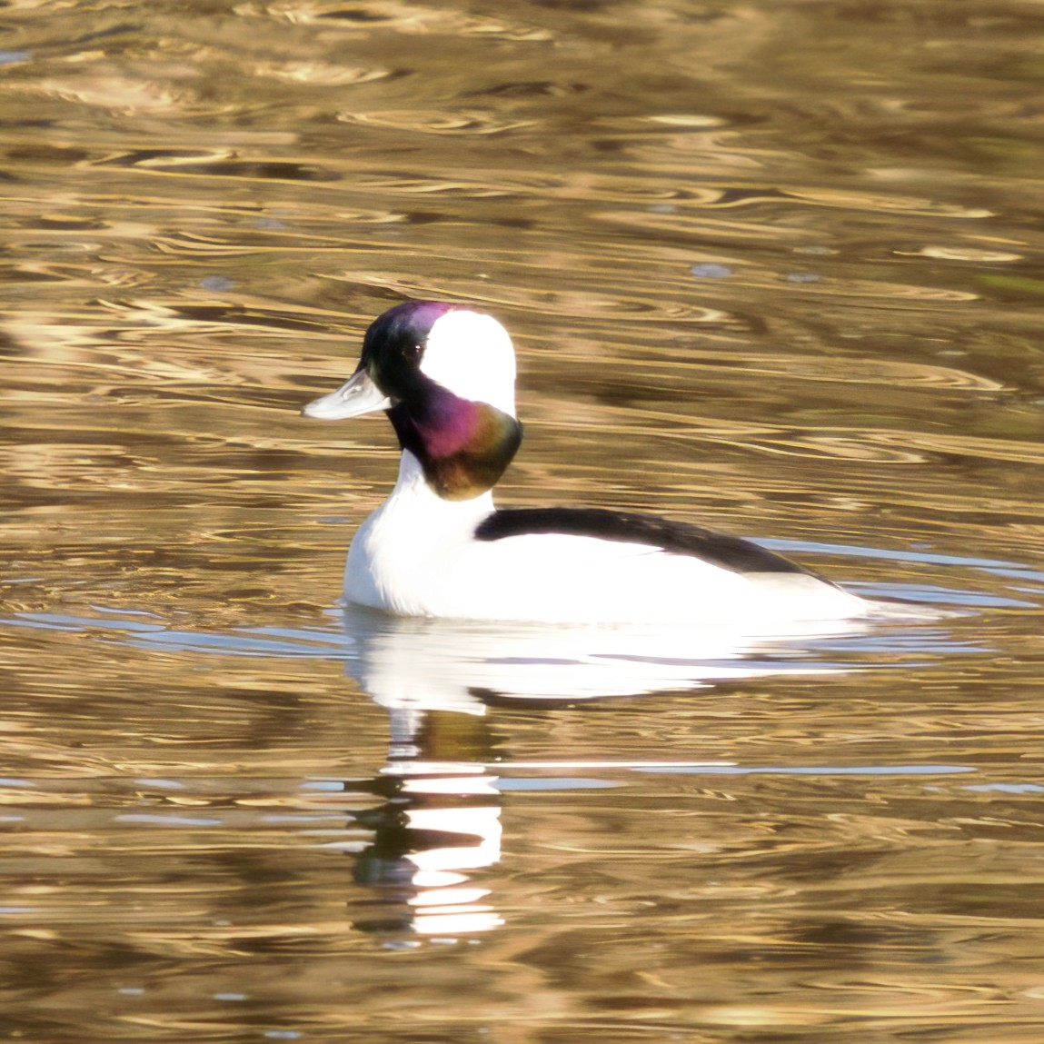Bufflehead - ML645676169