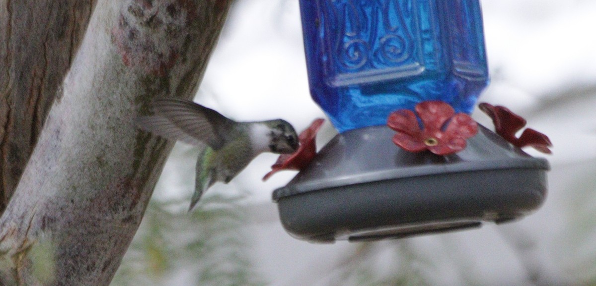 House Finch - ML645676170