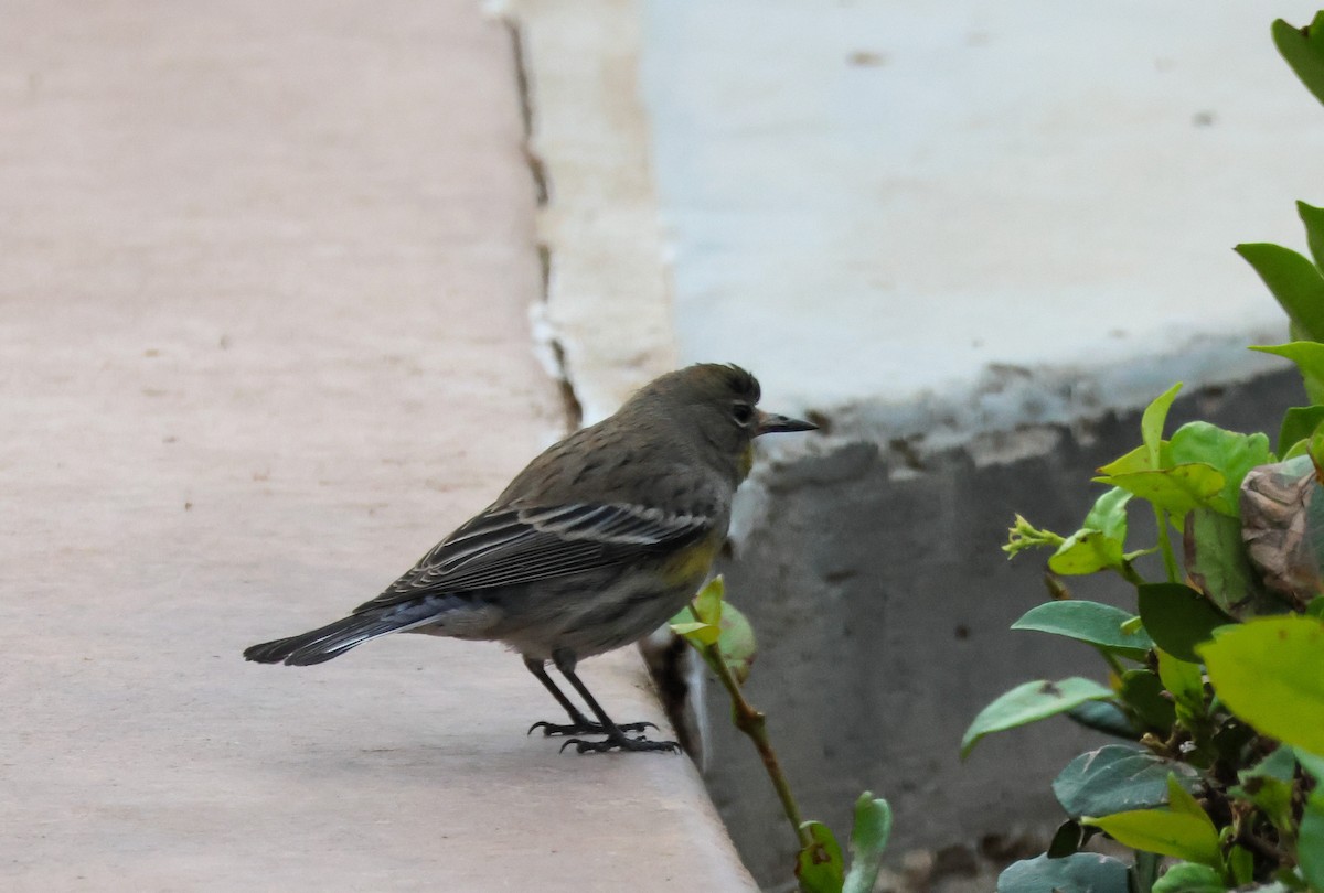 Yellow-rumped Warbler - ML645676171