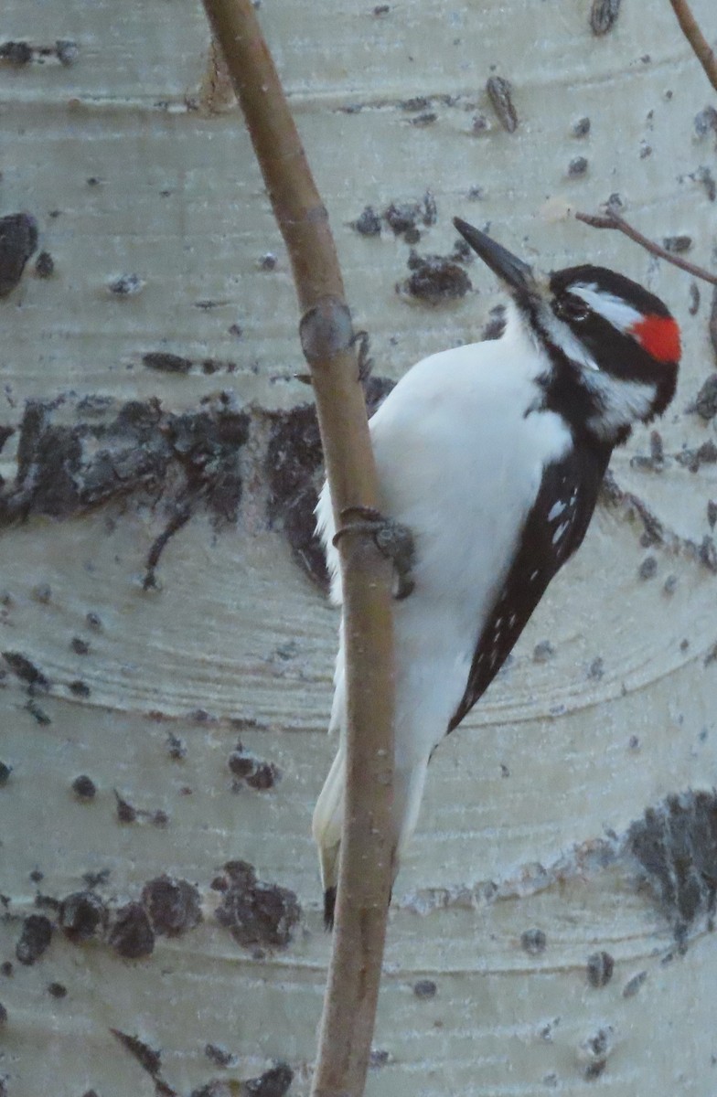 Hairy Woodpecker (Rocky Mts.) - ML645676173