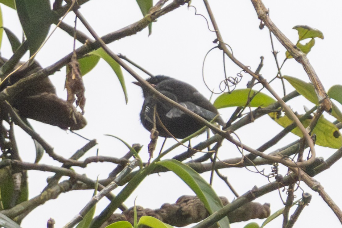 Fan-tailed Berrypecker - ML645676174