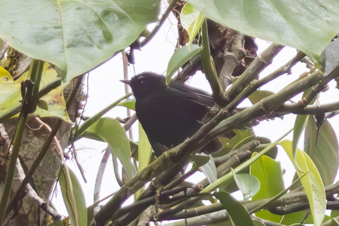 Fan-tailed Berrypecker - ML645676175