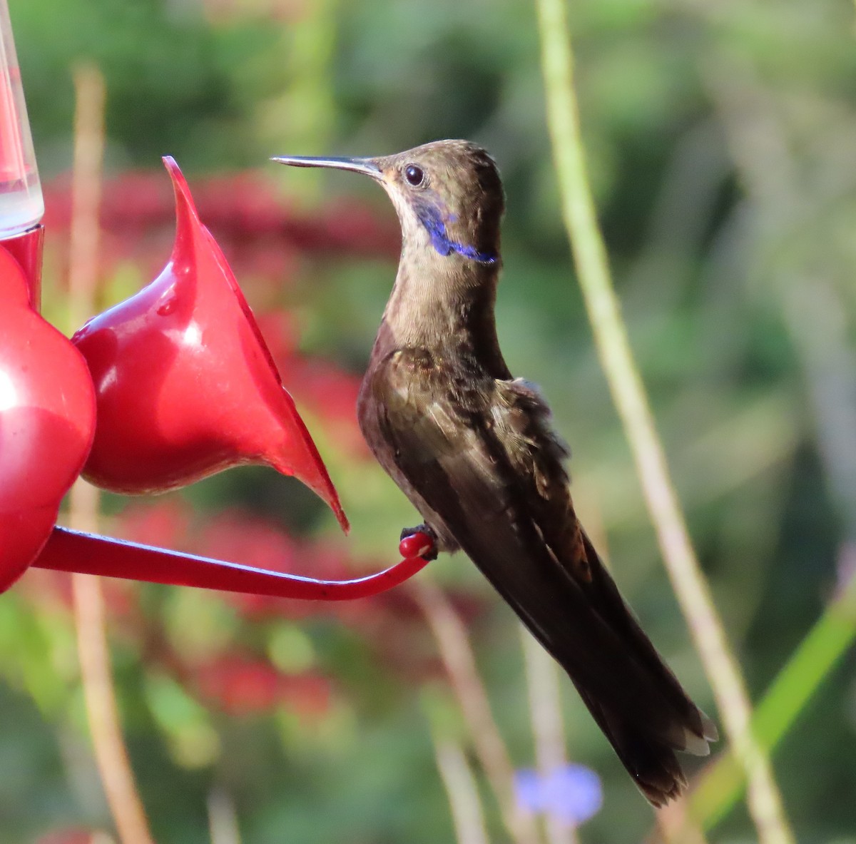 Brown Violetear - ML645676176