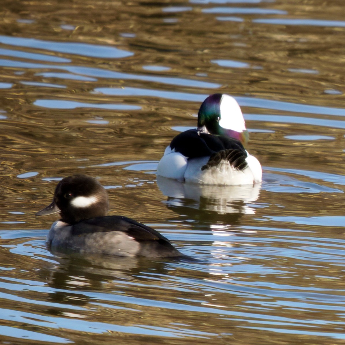 Bufflehead - ML645676177