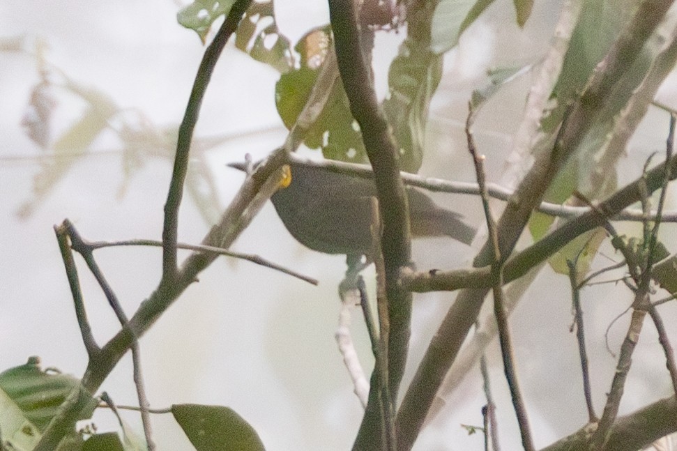 Arfak Honeyeater - ML645676178