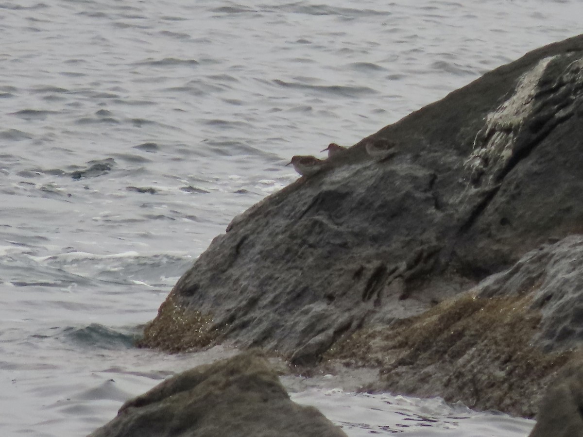 Purple Sandpiper - ML645676179