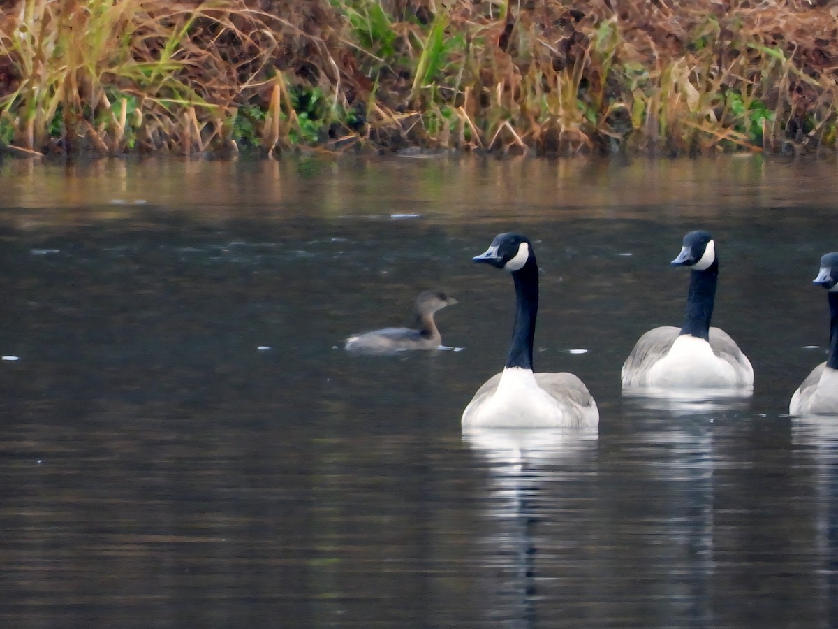 Pied-billed Grebe - ML645676197