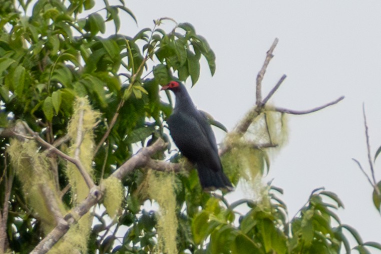 Papua Dağ Güvercini - ML645676212