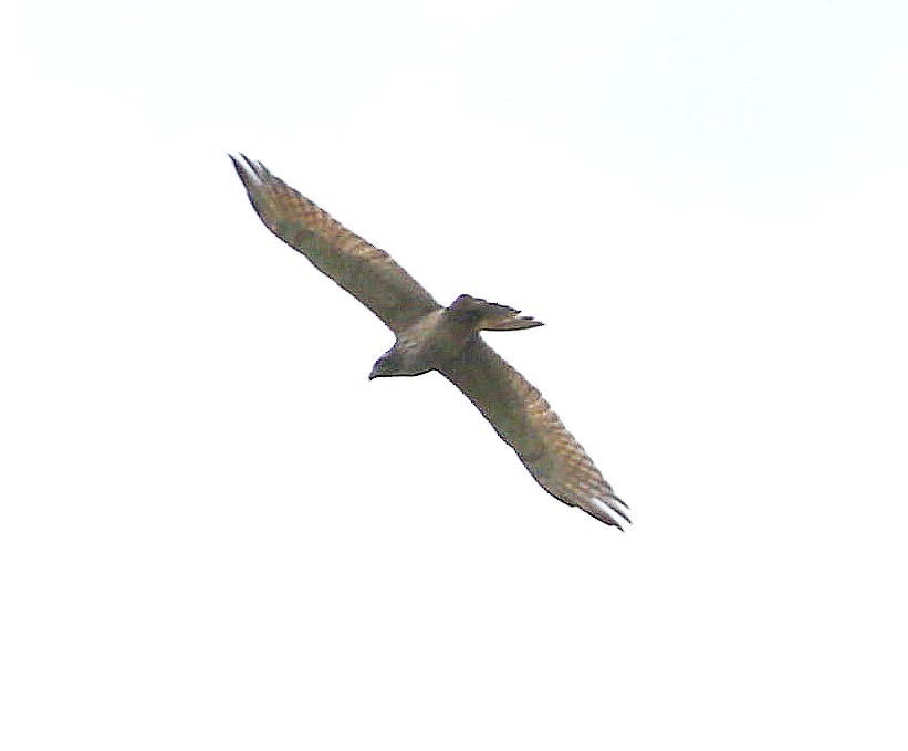 Gray-faced Buzzard - ML645676214