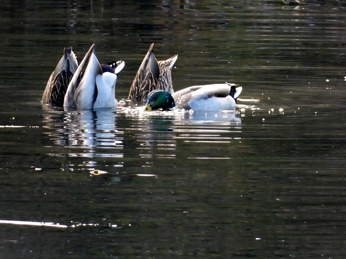 Mallard - ML645676222