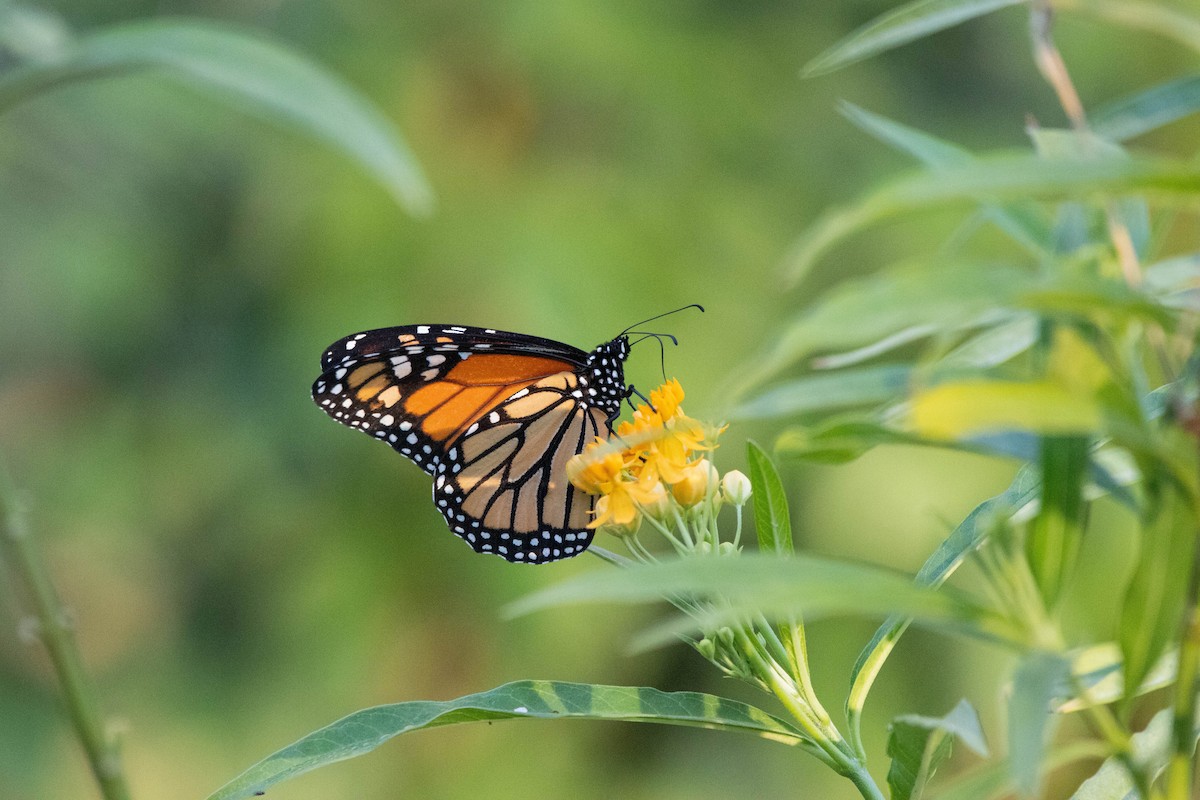 昆蟲綱 - ML645676236