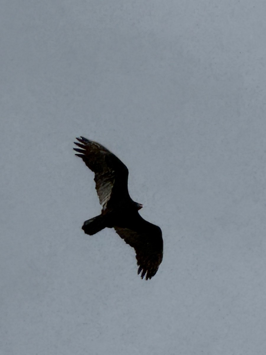 Turkey Vulture - ML645676245