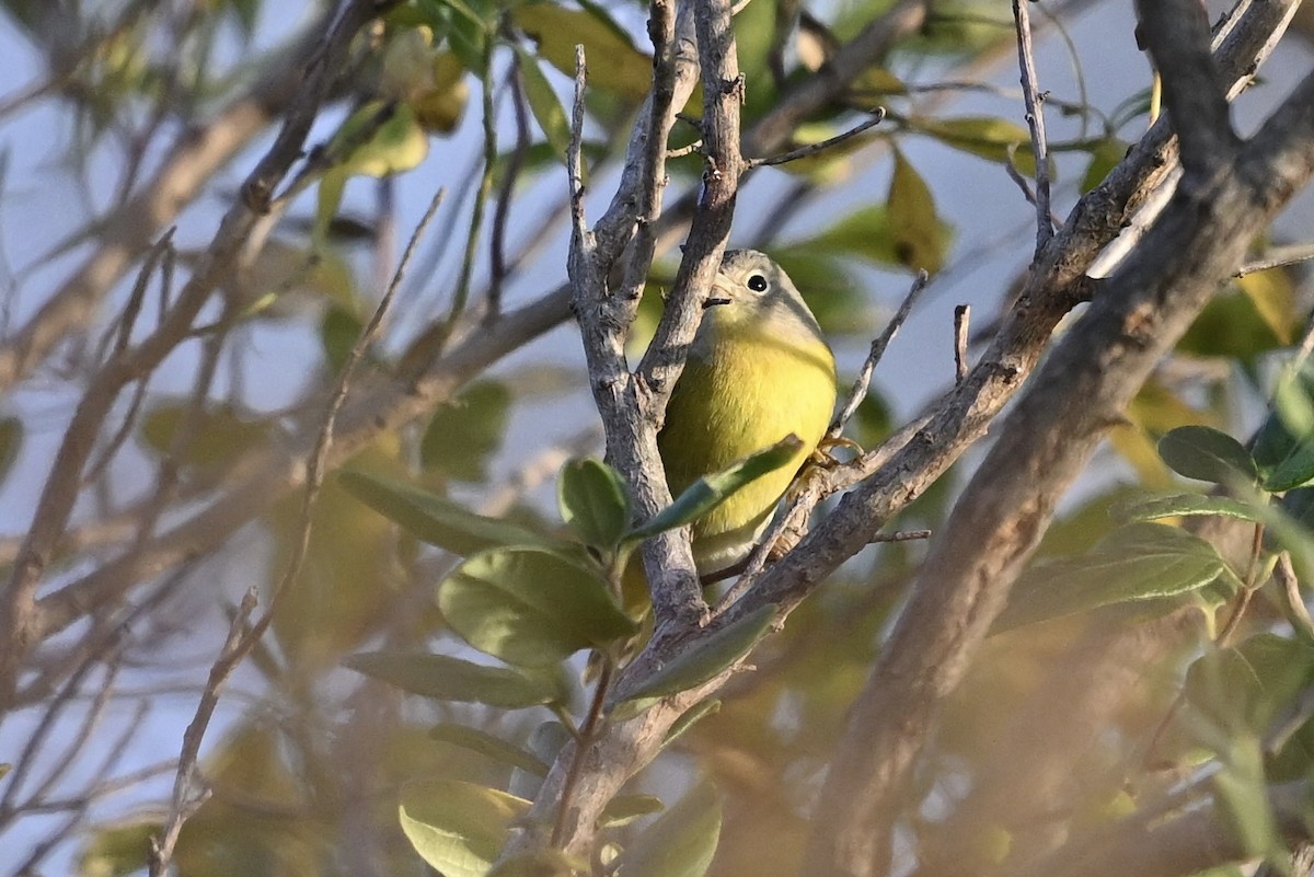 lesňáček rezavokorunkatý - ML645676246