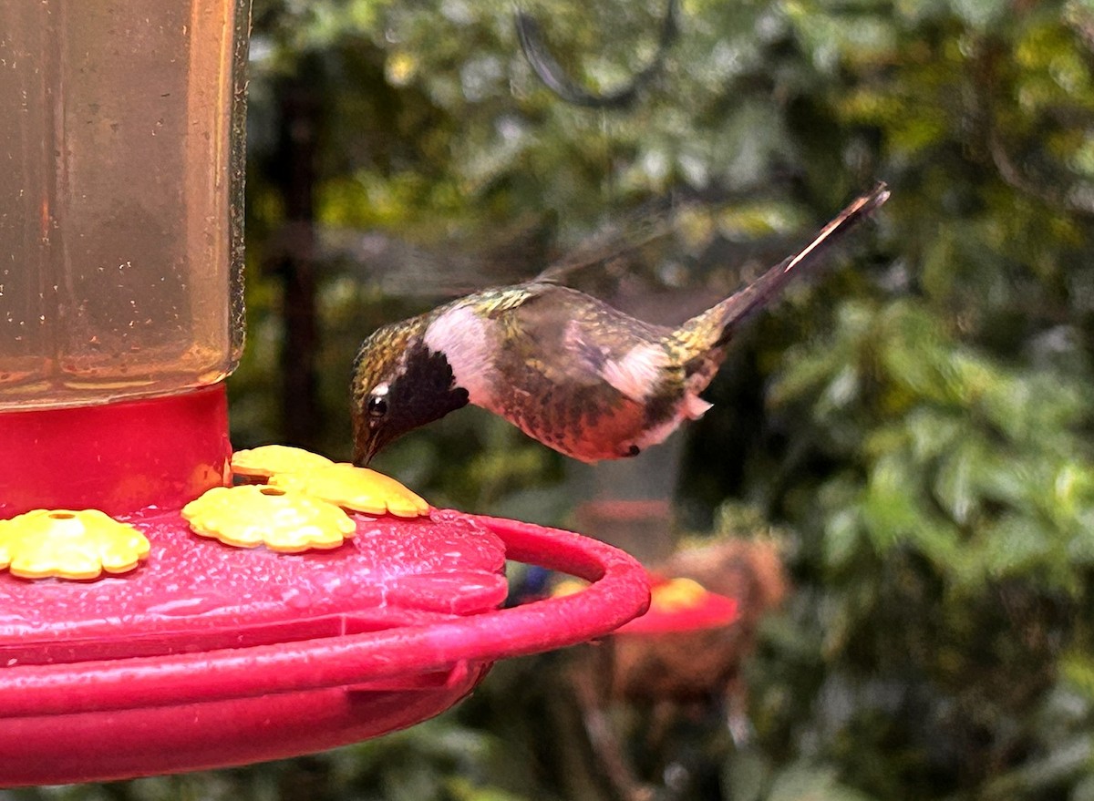 Magenta-throated Woodstar - ML645676251