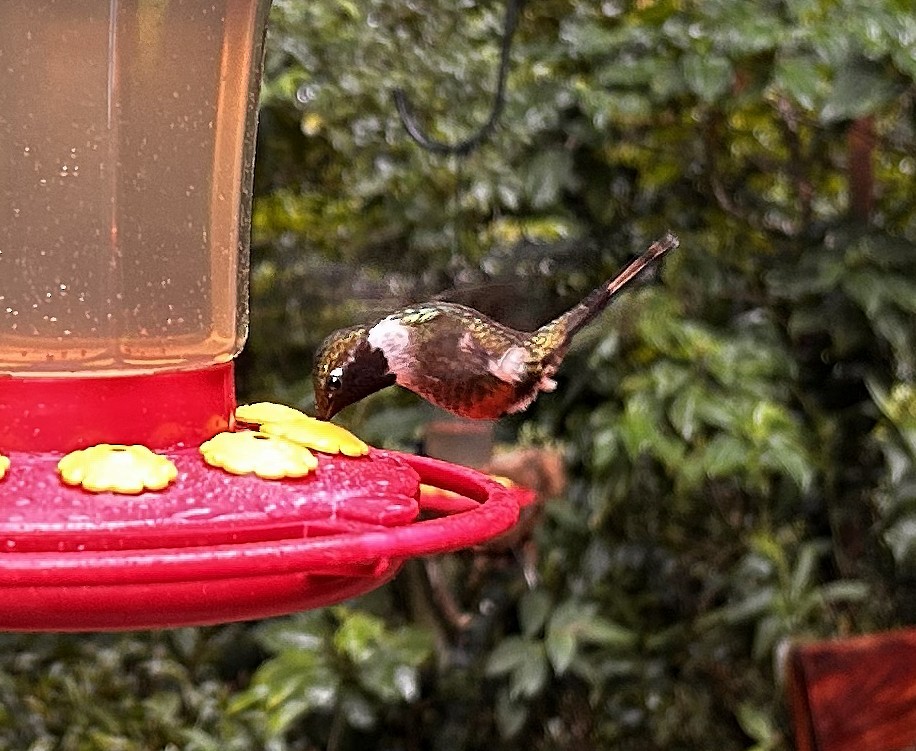 Magenta-throated Woodstar - ML645676264