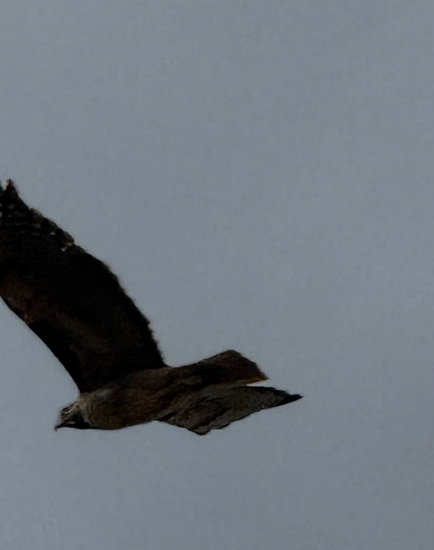 Red-tailed Hawk - ML645676265