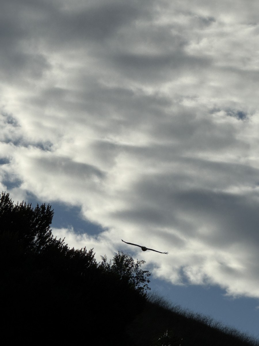 Red-tailed Hawk - ML645676266