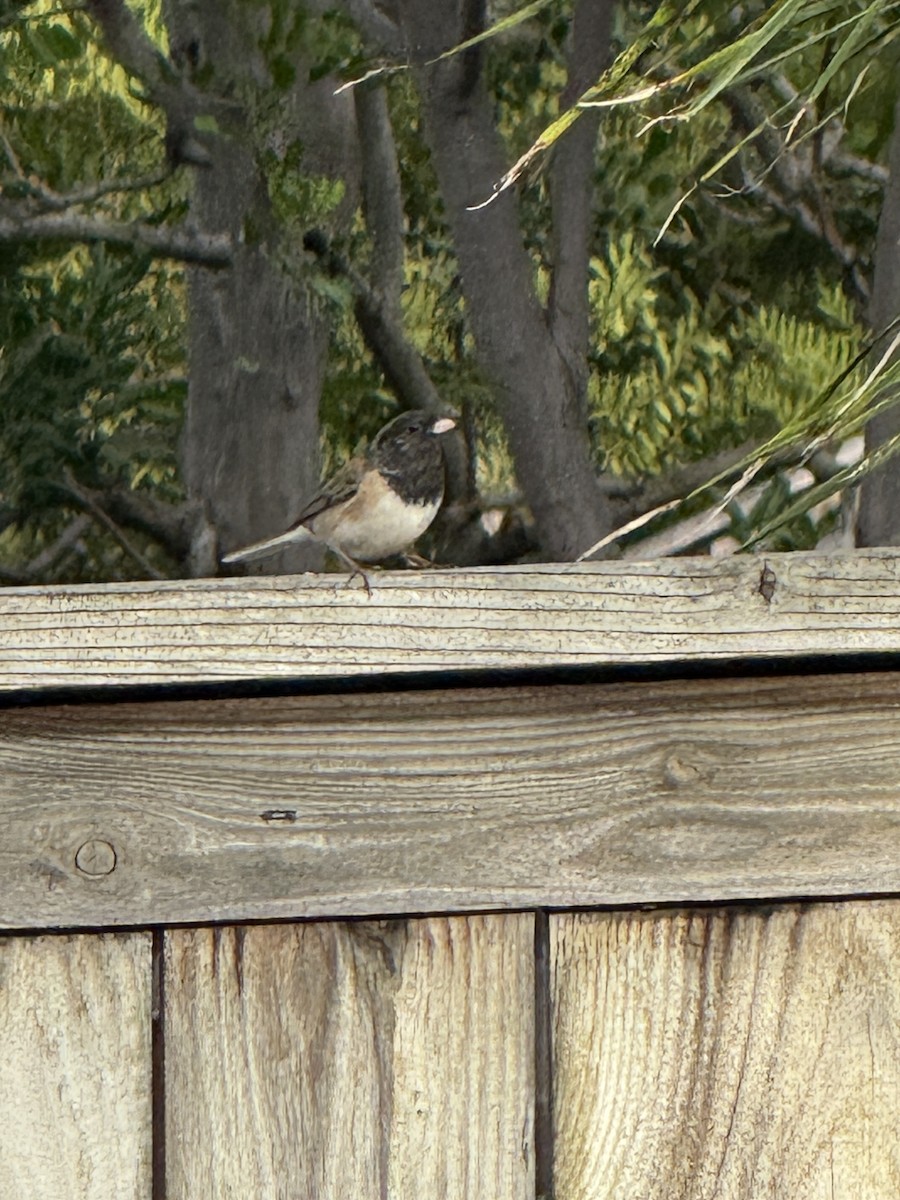 Dark-eyed Junco - ML645676281