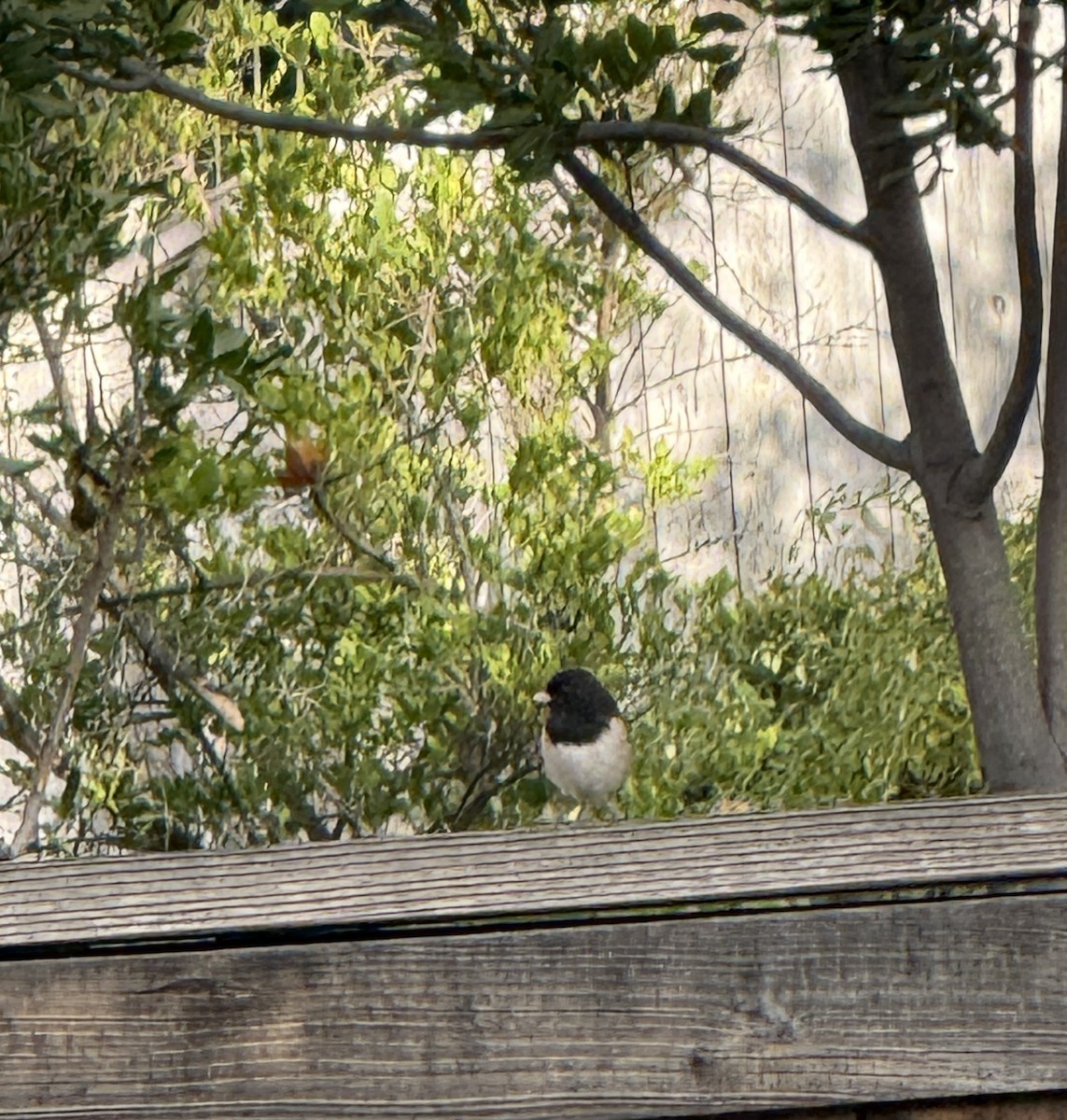 Dark-eyed Junco - ML645676282