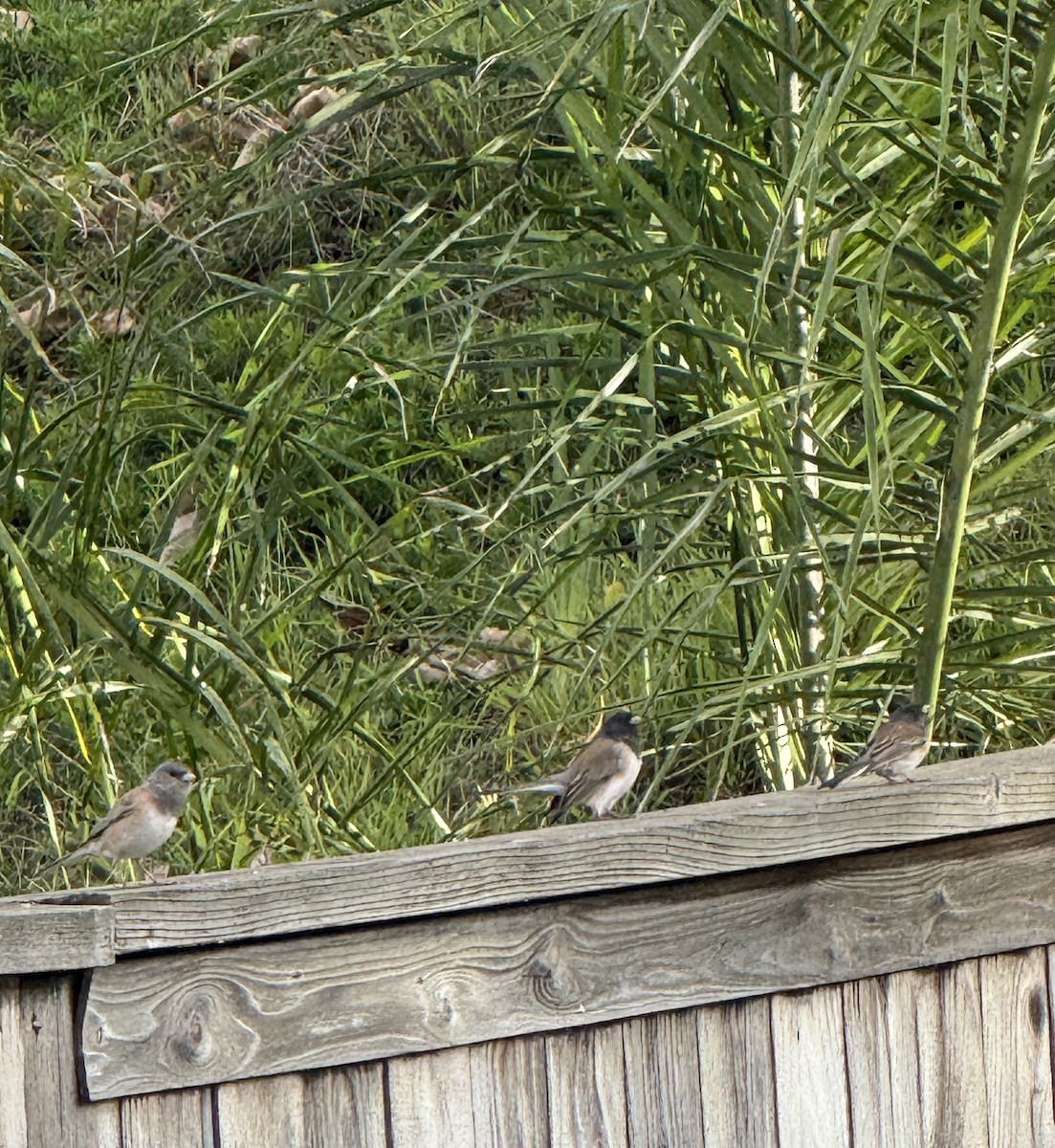 Dark-eyed Junco - ML645676283
