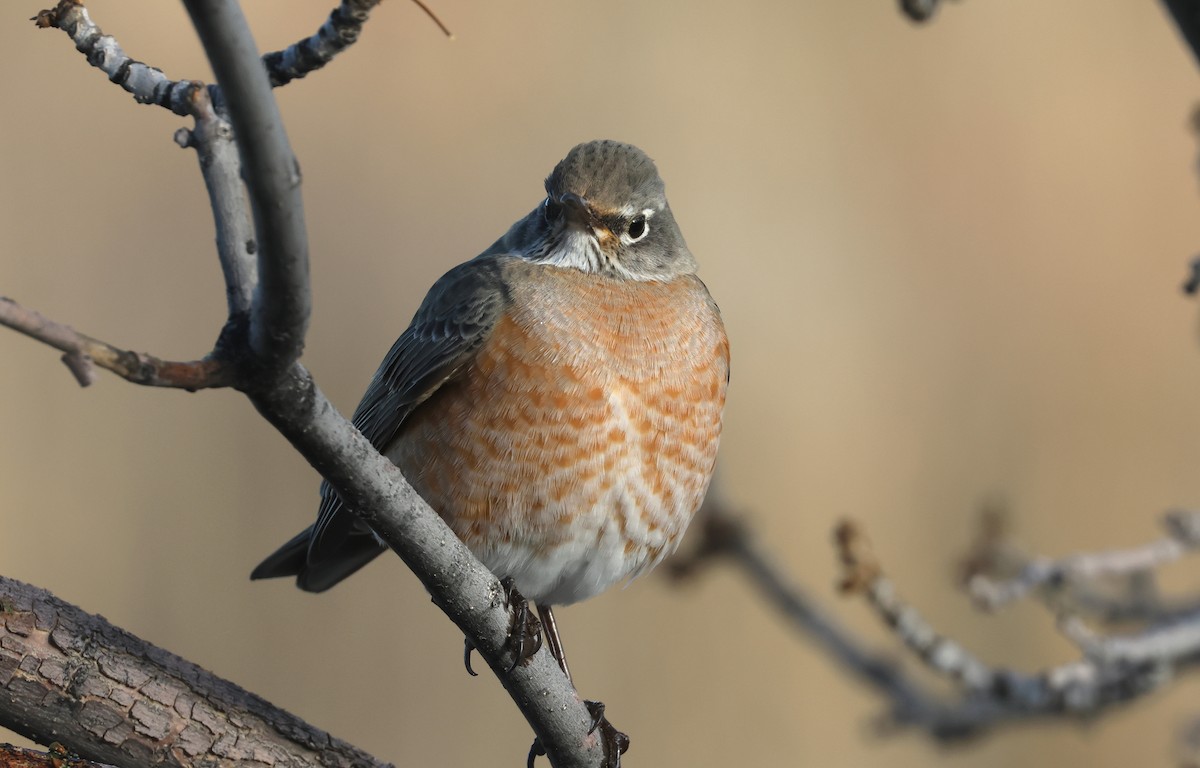 American Robin - ML645676292