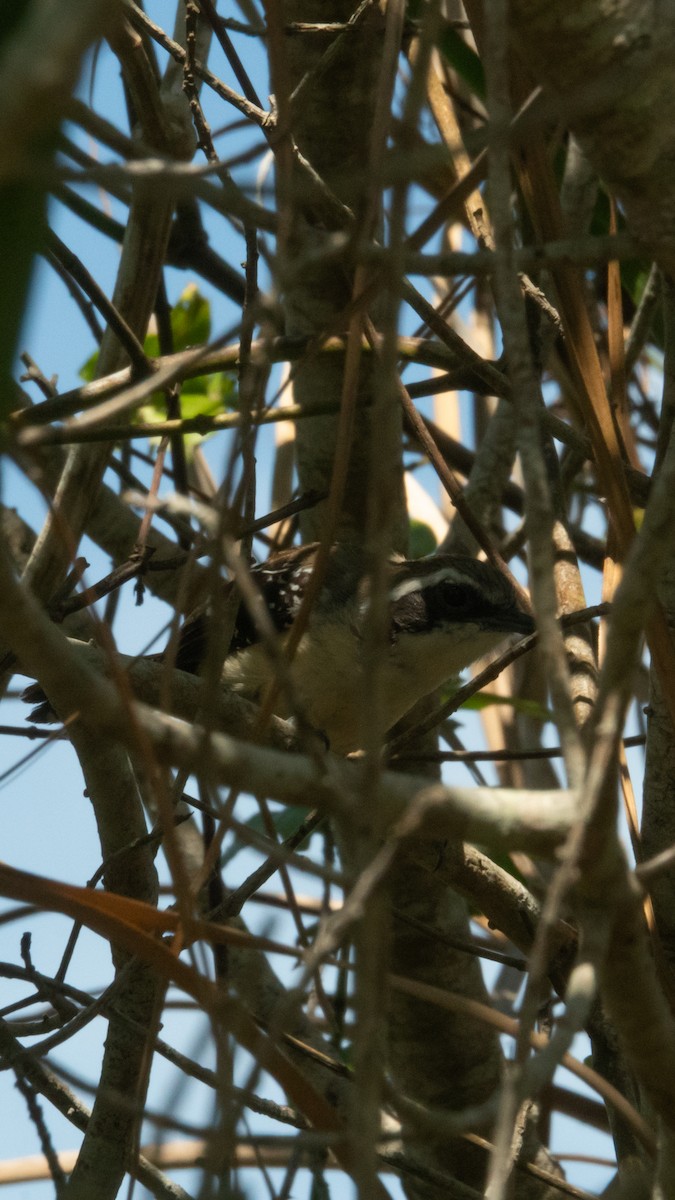 Serra Antwren - ML645676296