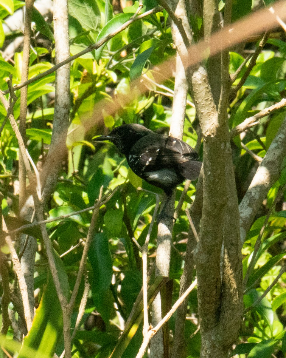 Serra Antwren - ML645676298