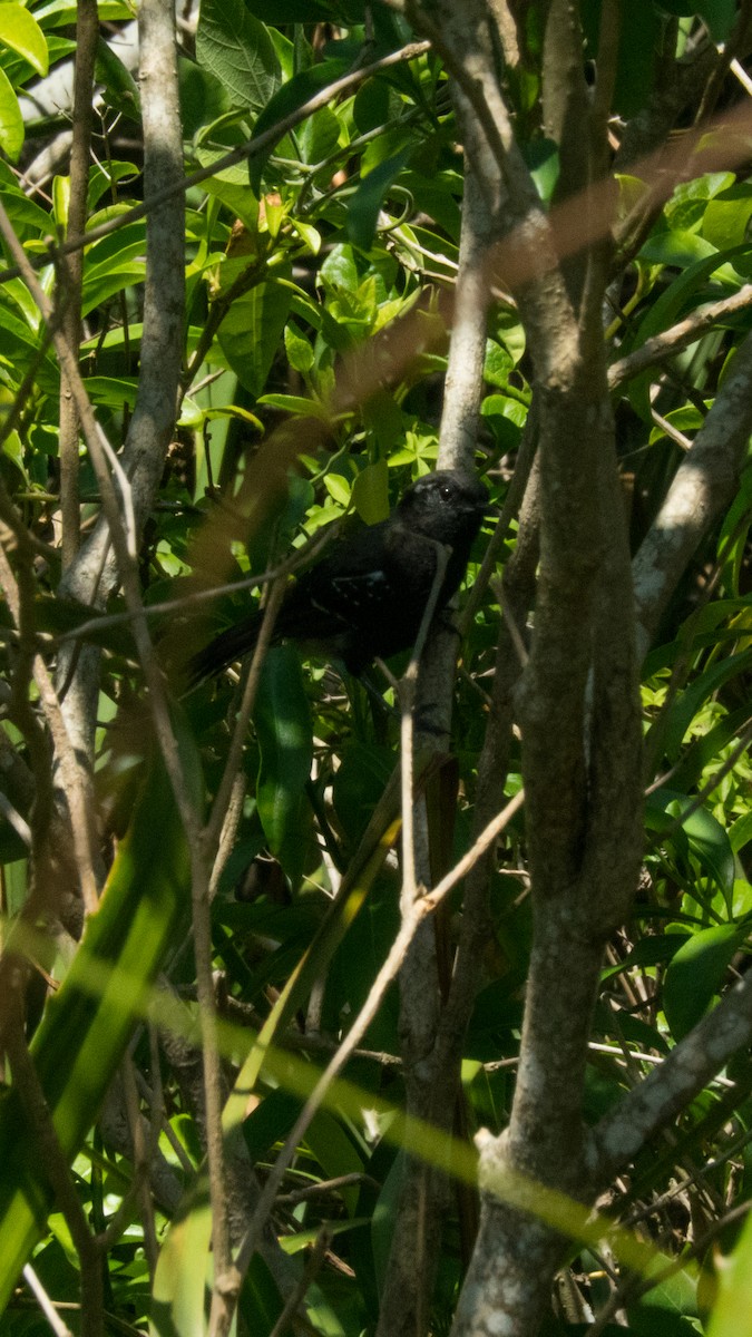 Serra Antwren - ML645676299