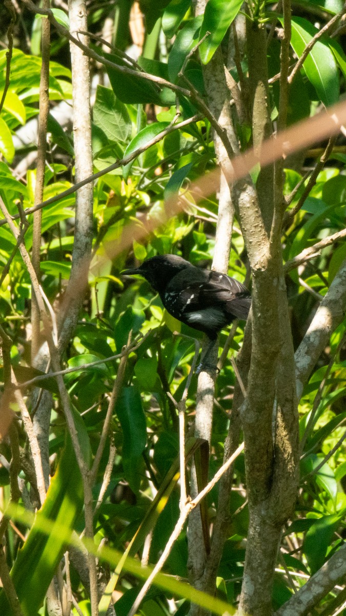 Serra Antwren - ML645676300