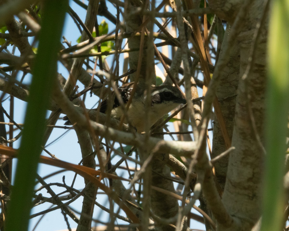 Serra Antwren - ML645676301