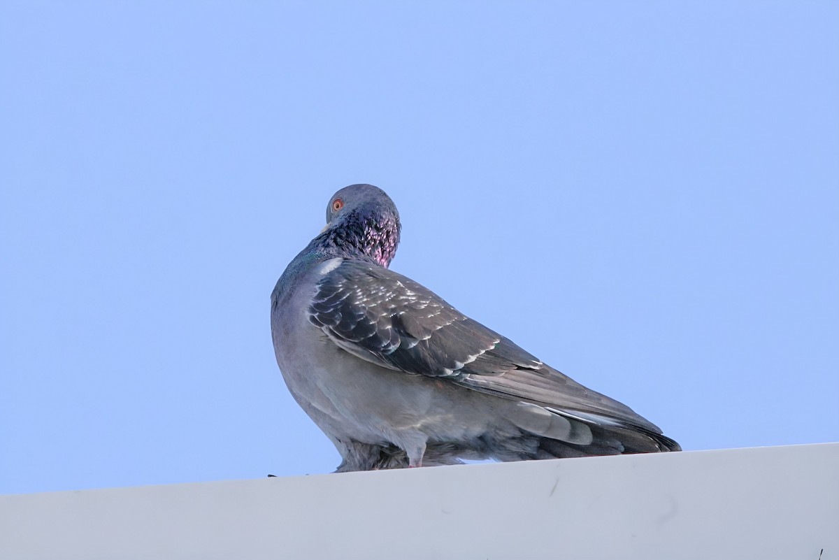 Kaya Güvercini (evcil tip) - ML645676302