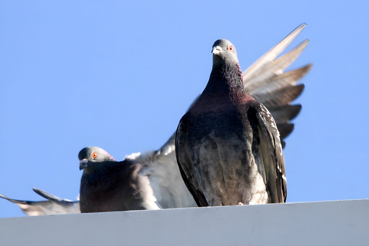 Kaya Güvercini (evcil tip) - ML645676304