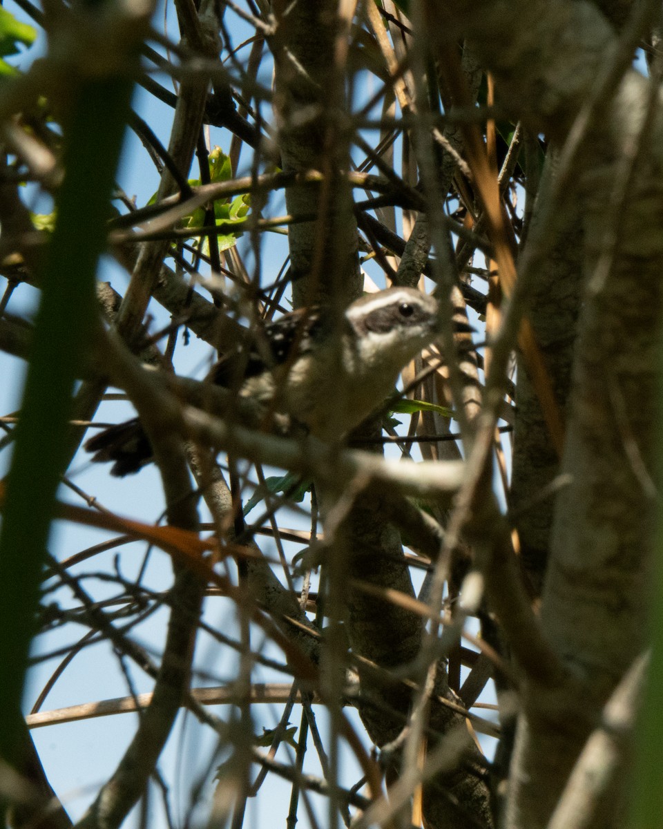 Serra Antwren - ML645676305