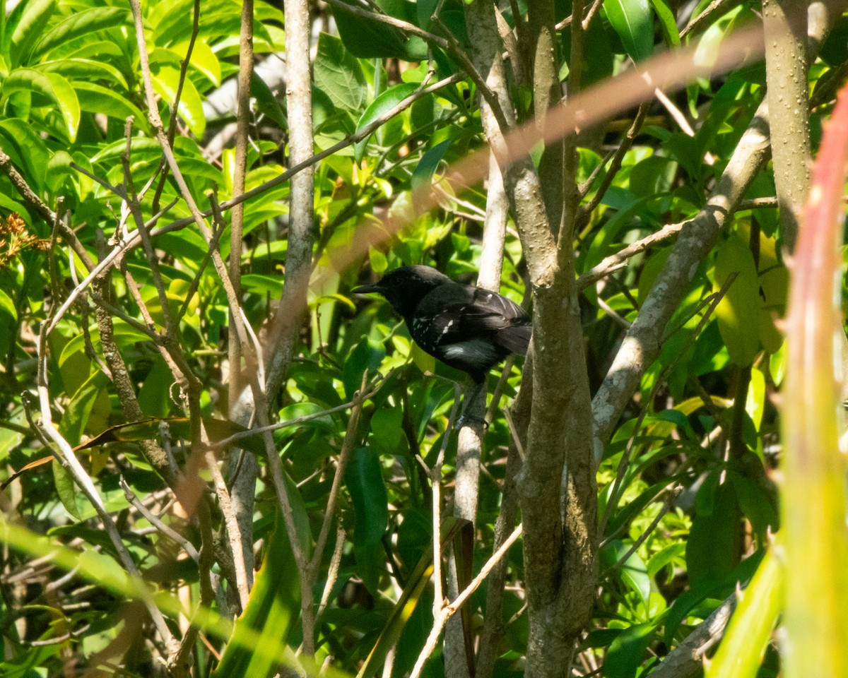 Serra Antwren - ML645676306