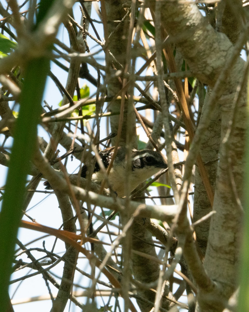 Serra Antwren - ML645676307