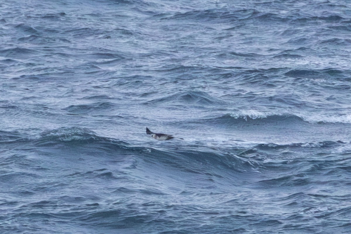 Pomarine Jaeger - ML645676317