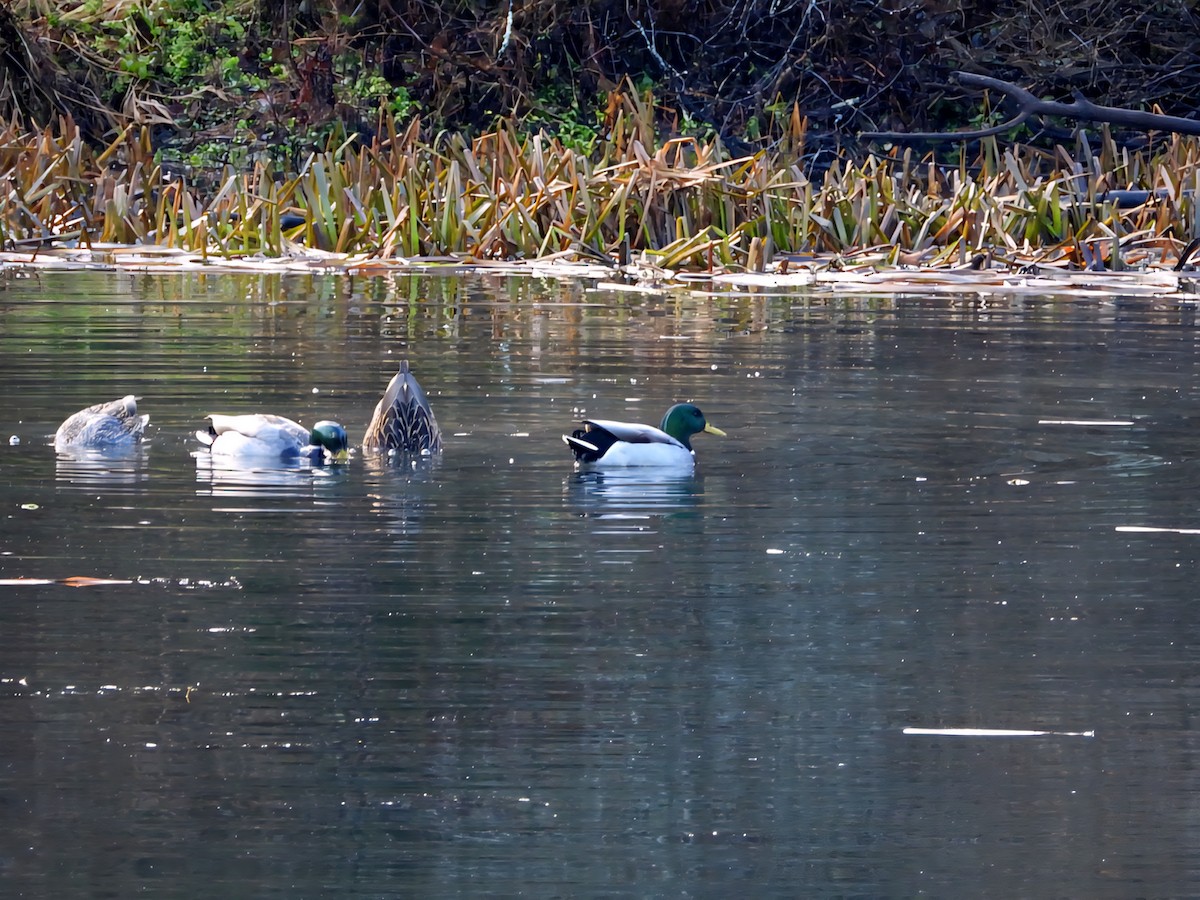 Mallard - ML645676324