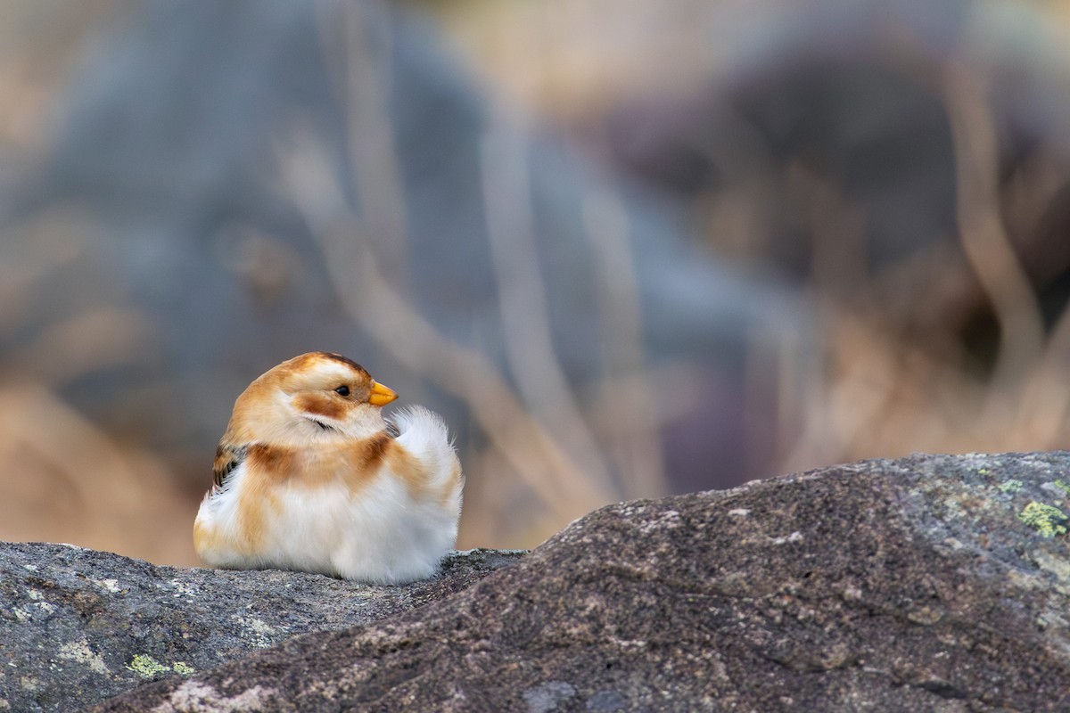 Snow Bunting - ML645676345