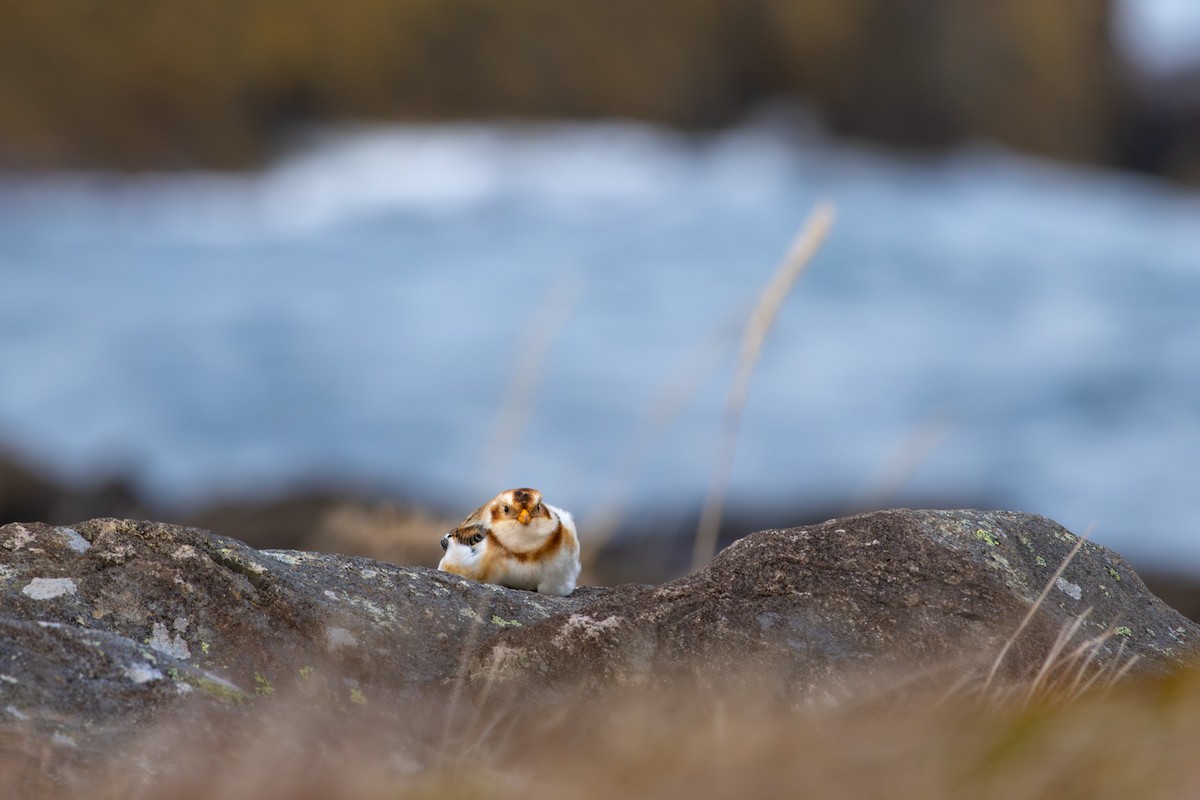 Snow Bunting - ML645676357