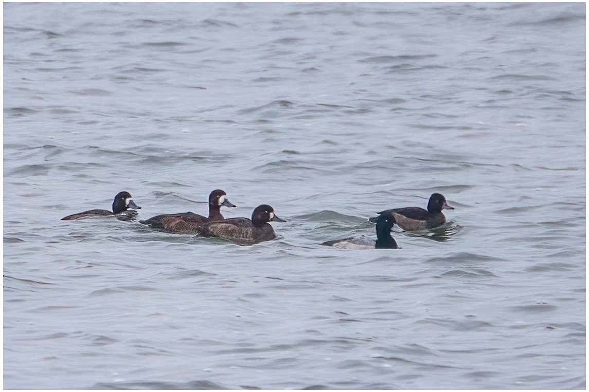 Greater Scaup - ML645676364