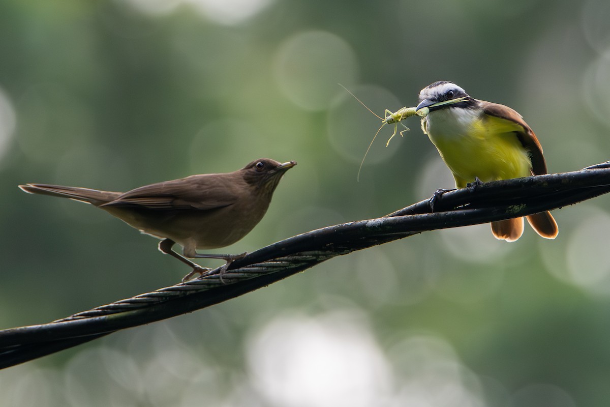 Merle fauve - ML645676378