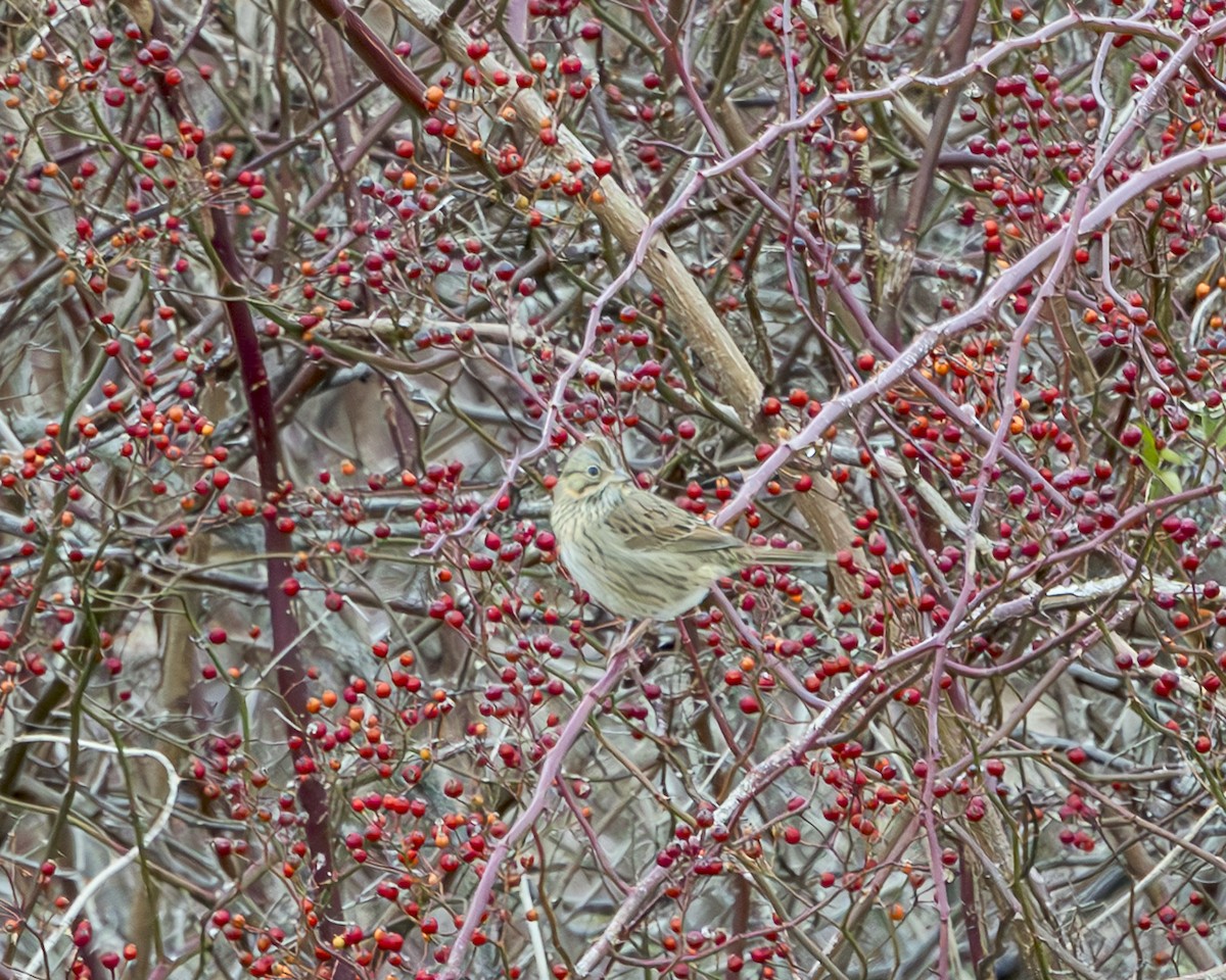 Lincoln's Sparrow - ML645676382