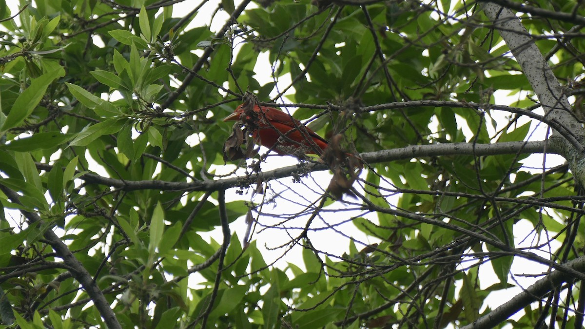 Summer Tanager - ML645676390