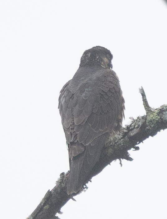 Peregrine Falcon - ML645676392
