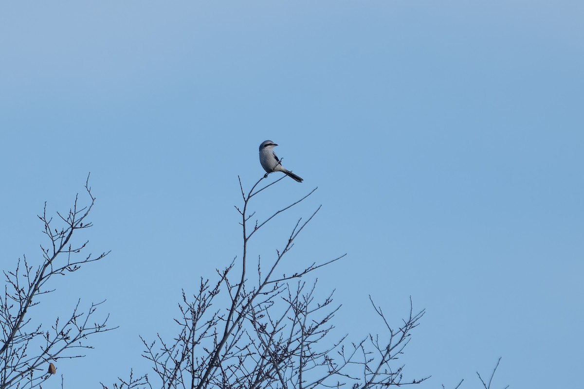 ťuhýk severní - ML645676396