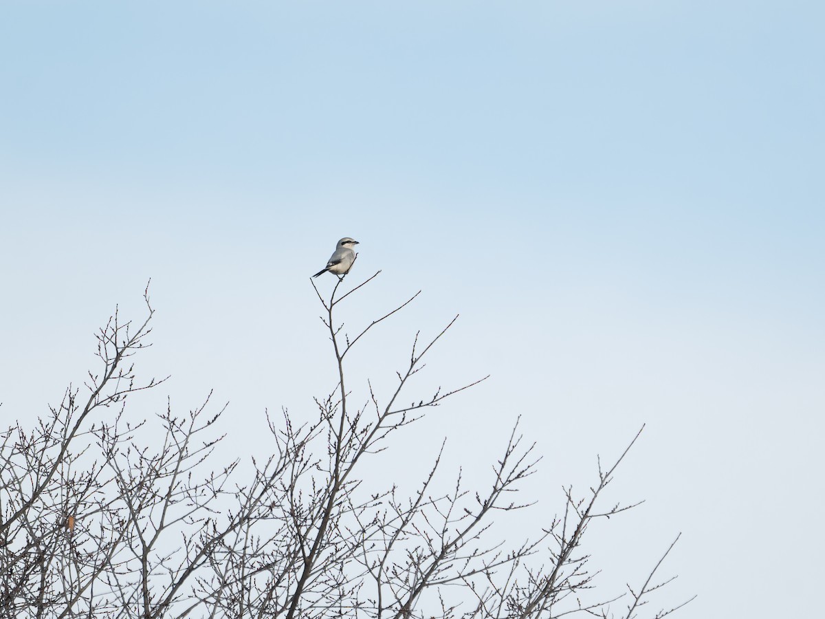 ťuhýk severní - ML645676398